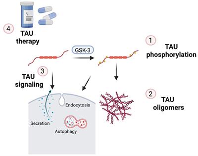 Frontiers | Editorial: Tau Protein: Mechanisms From Health To Degeneration